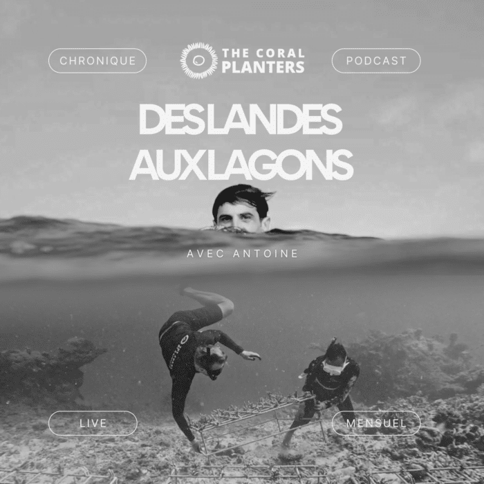 des landes aux lgaons chronique carte blanche radio asso the coral planters wave radio